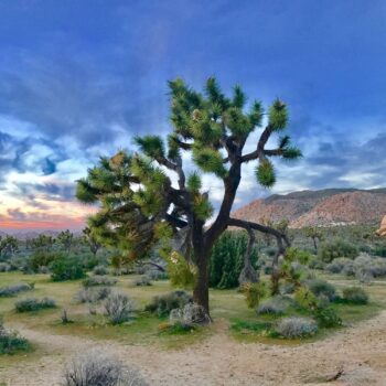 Okay To Decay Josua Tree