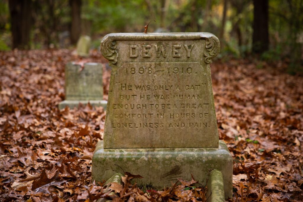 The grave of Dewey the cat.