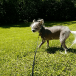 A Chinese Crested Hairless Dog runs through a grassy back yard.