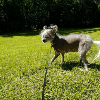 A Chinese Crested Hairless Dog runs through a grassy back yard.
