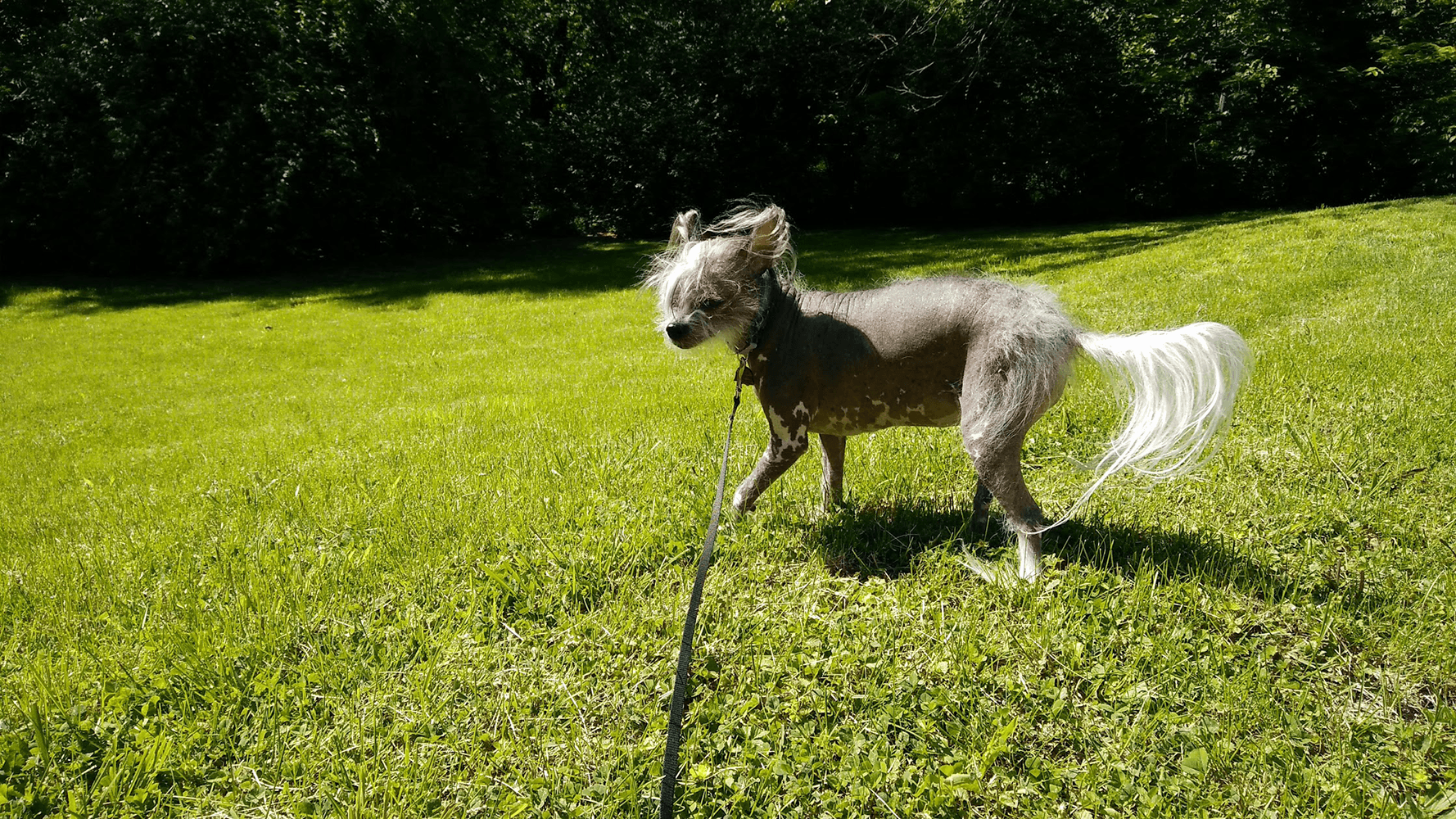 A Chinese Crested Hairless Dog runs through a grassy back yard.